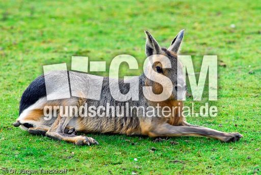 Pampashase (7 von 8).jpg